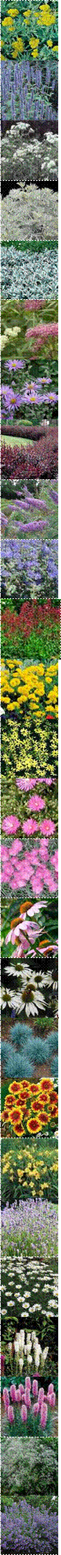 653,Leucanthemum_x_superbum_Becky_MG_1_lg,Coreopsis_Moonbeam,yarrow_moonshine_1,ss_AgastacheBF_WFFB_,THUM-34,Artemesia-arborescens-Powis,1-075-800,ginnylynn_1185463433_494_tn,c3d4a6fbda4502152f5affb9c556ac75,4003479142307,BUDDLEIA_davidii_Cornwall_Blue_BP_lg,THUM-576,coreopsis_early_sunrise,delosperma_cooperi,THUM-60,Echinacea_Purpurea_Extract,echinacea_purpurea_white_swan,5728_m,Gaillardia_Goblin_,0850034734_pr%3Fhei%3D560%26wid%3D560%26extendN%3D0,0,0,0,liatris%2520white,1812-liatris-spicata-kobold-blazing-star,WGTHUM-601,Nepeta&nbsp;X faassenii 'Walker's Low',THUM-156