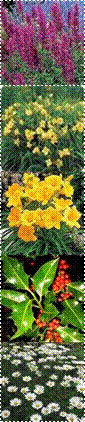 AAAAAkffQEMAAAAAAD7DHA,Daylily%2BStella%2Bde%2BOro,653,Leucanthemum_x_superbum_Becky_MG_1_lg,plant_ilex_aquifolium___alaska________1_76