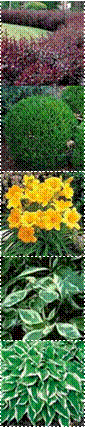 4003479142307,Daylily%2BStella%2Bde%2BOro,45_1_small,White Edged Hosta,SH009_4