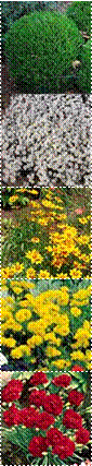 coreopsis_early_sunrise,photothumb,coreopsisgrandiflorababysun_mg_2_sq,Desmond Carnation - One Cent Sale!,SH009_4