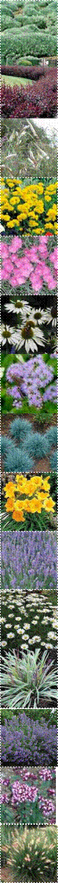 Leucanthemum_x_superbum_Becky_MG_1_lg,coreopsis_early_sunrise,echinacea_purpurea_white_swan,5728_m,THUM-316,4003479142307,buddleja_davidii_white_cloud,THUM-60,THUM-101,Daylily%2BStella%2Bde%2BOro,51MGSMuUNzL,PEN-HAM-1,5371-1,Nepeta&nbsp;X faassenii 'Walker's Low',4477_l