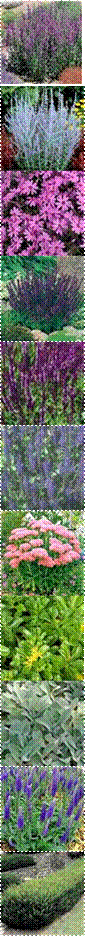 sedum,DETA-175,phlox_fort_hill,penstemon%2520strictus,1357_1,salvia%2520rose%2520queen,SalviaSylMainacht-for-cat,THUM-3070,DETA-328,japanese_yew